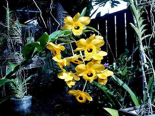 Dendrobium fimbriatum var oculatum